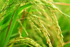 糧食重金屬檢測儀多少錢一臺？